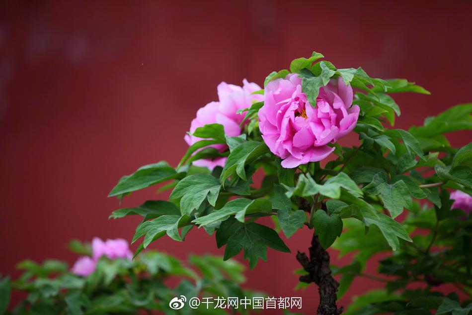 芜湖品茶工作室 _ 西餐盘平盘,西餐平盘是吃什么用的