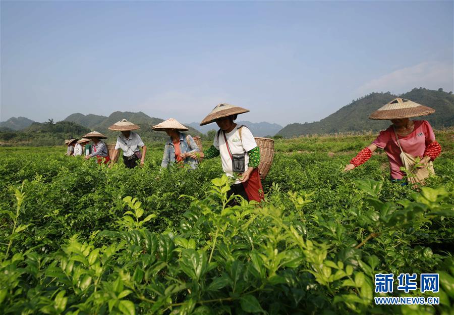 农业_衡阳快餐贴吧最新消息