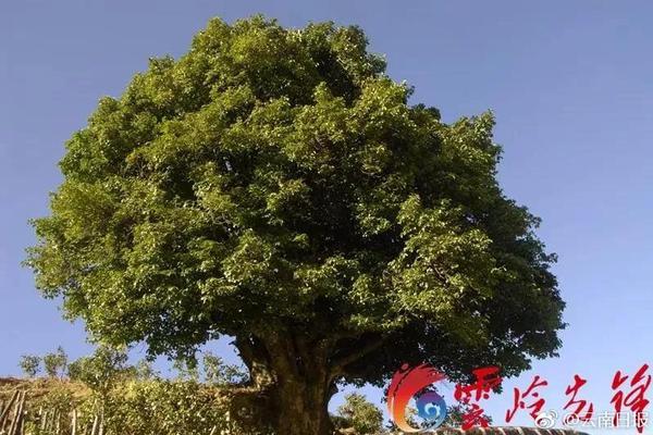 交通运输行业_岳阳品茶ag百家乐的联系方式