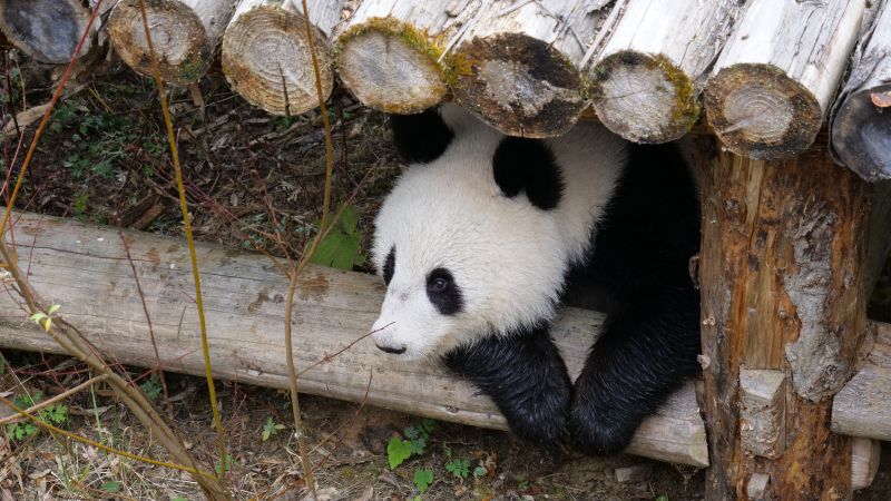 重庆新茶2021 _ 镇魂街,重庆镇魂塔