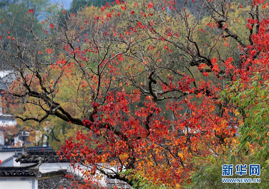 深圳宝安西乡小巷子 本地人私藏的烟火气地图,宝安区西乡小巷子